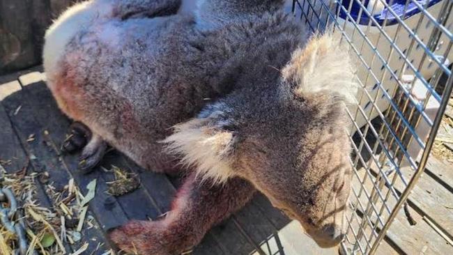 Koalas injured and killed on Kangaroo Island during logging. Picture: Supplied