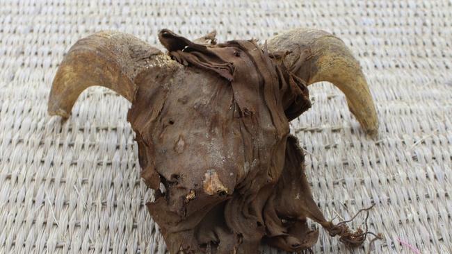 One of the mummified ram heads, a discovery that points to a persevering ram cult 1000 years after Ramses II's time. (Photo by Egyptian Ministry of Antiquities / AFP)