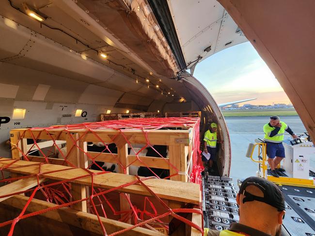 Fifty dairy cows were flown from Sydney to Jakarta to provide milk as part of the Indonesian government’s school lunch policy. Photos: CPC,