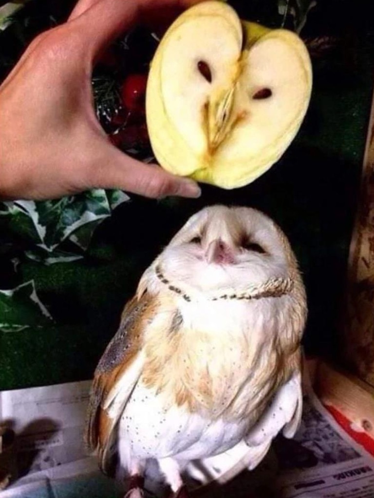 The owl doesn't seem very pleased to have a lookalike. Picture: splitpics.uk