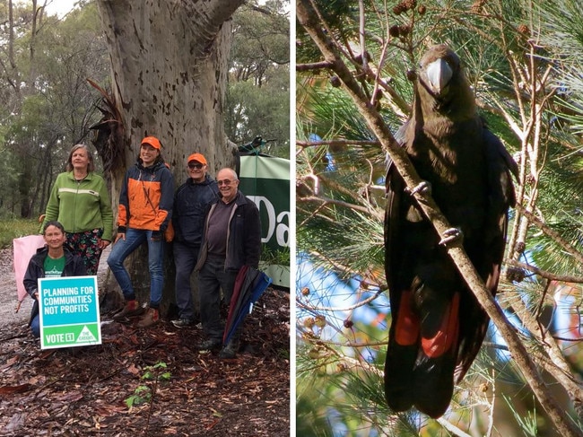 Legal fight looms over plans to bulldoze ‘unspoilt’ forest