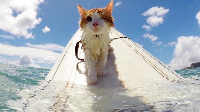 PIC FROM CATERS NEWS - (PICTURED: Kuli, the cat out for a surf) - Surfs up for this floating feline! A cat has been seen out in the surf, riding on the backs of its owners. Nankuli, known as Kuli, the cat, from Honolulu, Hawaii, has been surfing with owners Alexandra Gomez and Krista Littleton for over a year after they rescued the on-eyed moggy. Kuli, whose name means to look blind, was adopted weighing only one pound, but has gone on to become an expert in riding the waves. SEE CATERS COPY.