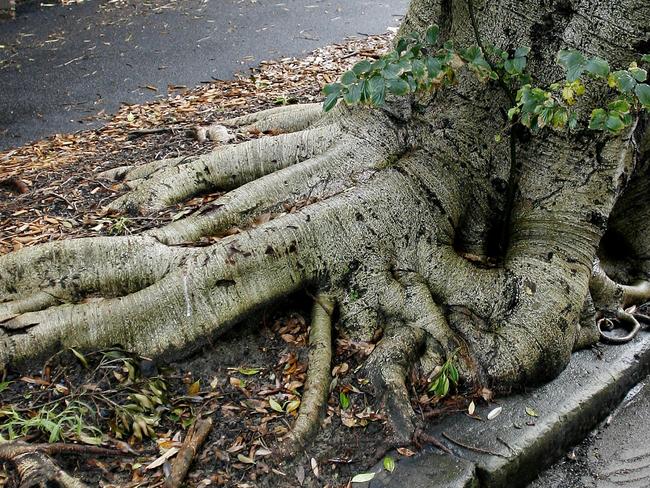 Selwyn Fig Trees 25 June 2007. Fig Tree roots causing damage to the pavement on Selwyn Street, Paddington.