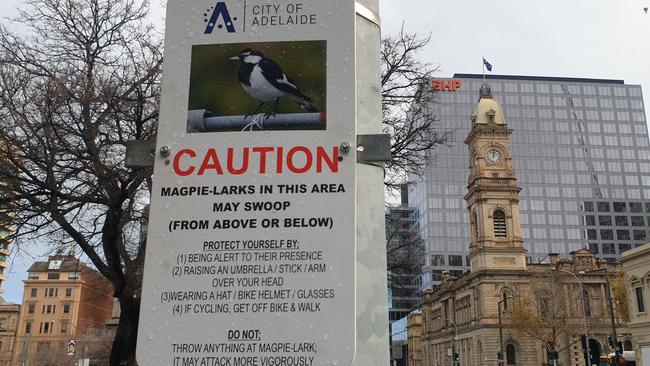 Signs warning about the Murray magpie swooping people near Victoria Square. Picture: Colin James