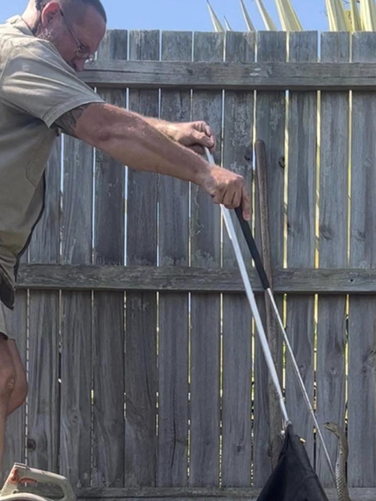 Snake catcher handling the potentially deadly snake.