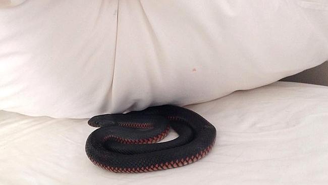 Forget a chocolate on your pillow — how about a snake under it?! Photo: CATERS NEWS