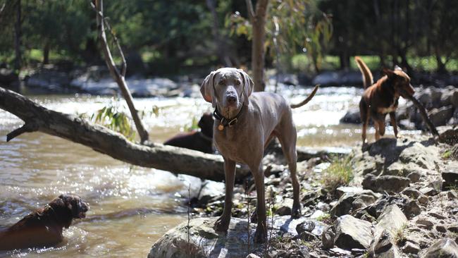 Let your dog get a sniff of the countryside.