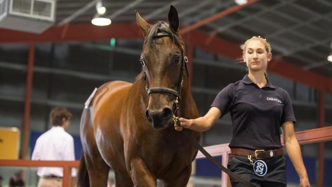 Winx in sale ring as Lot 329 at the 2013 MM Gold Coast Yearling Sale. Photo: MAGIC MILLIONS