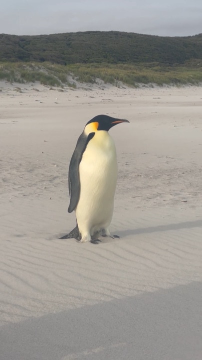 Emperor penguin travels 3,500km from Antarctica to Australia