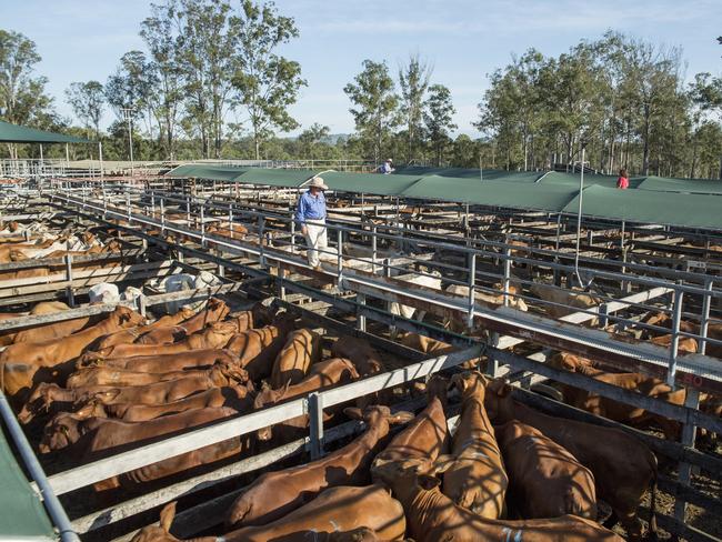 Sullivan's Livestock Sale in Gympie