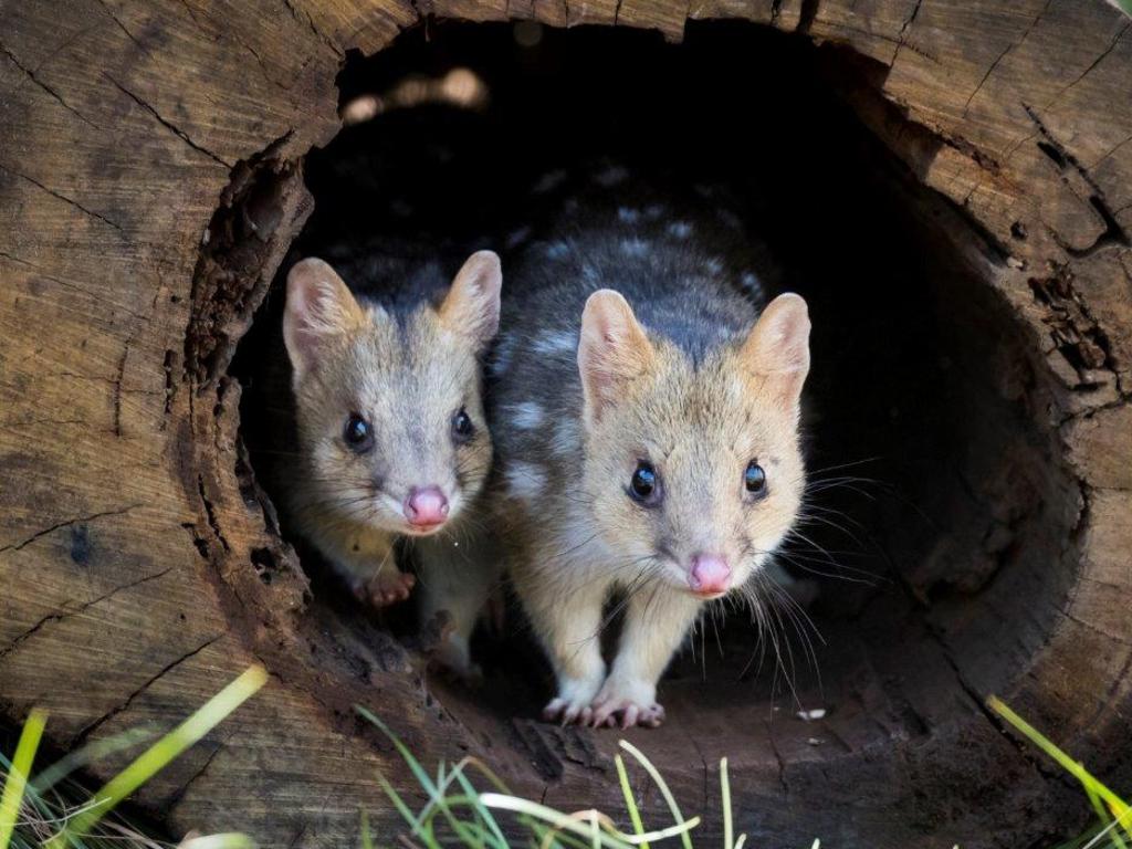 Spotted quolls. An apex predator to some.