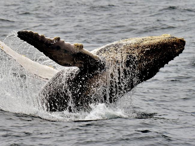 Whale watching boat deaths, Canada: Australian man feared dead in ...