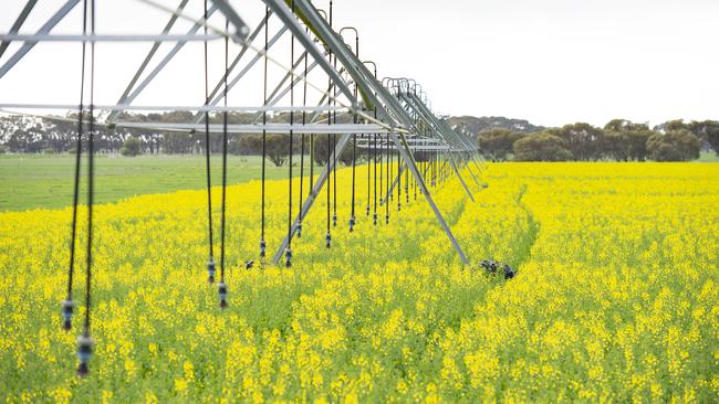 Canola futures prices on the Winnipeg commodity exchange topped $1000 a tonne for the first time last week, a good sign for Australian growers. Picture: Zoe Phillips