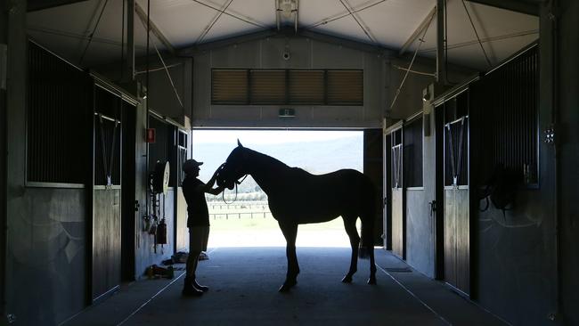 Behind-the-scenes tour of Aquis Farm at Canungra, which Asian billionaire Tony Fung established and has grown to become one of the largest horse facilities in the State. Stallion 'Spill The Beans' with Peter Polga. Picture: Glenn Hampson