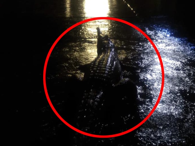 A crocodile seen in floodwaters in Mundingburra, Townsville. Picture: Erin Hahn