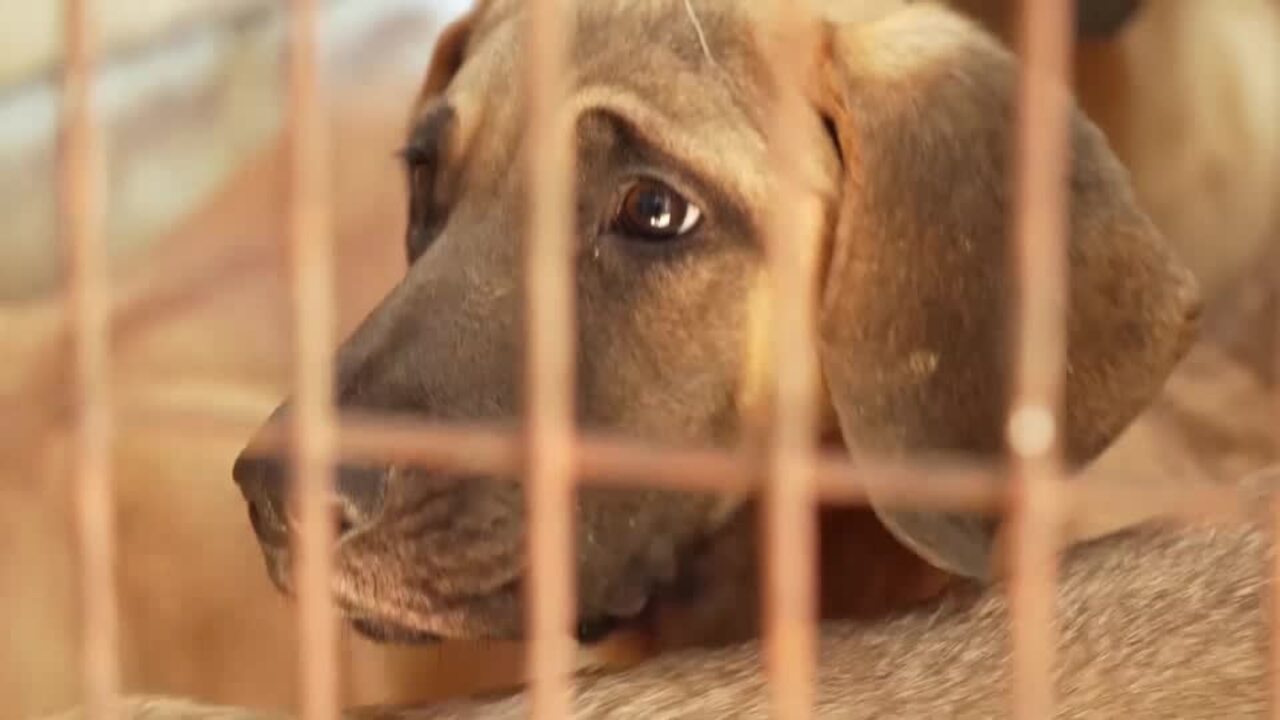 South Korea offers adoptions ahead of ban on dogs bred for food