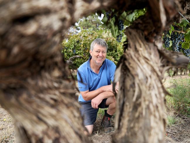 3.4.2019.Vintage is wrapping up in SA, with yields lower but quality good this season. Langhorne Creek winery Lake Breeze is still harvesting.Lake Breeze winemaker Greg Follett at their Langhorne Creek vineyard. PIC TAIT SCHMAAL.