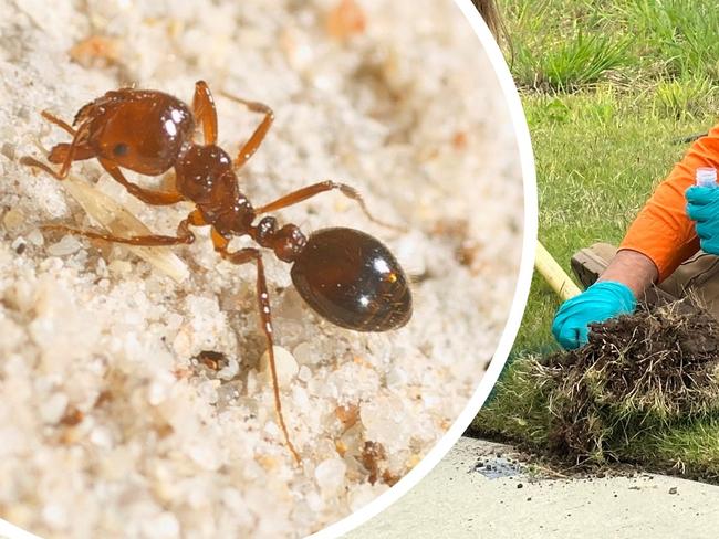 The invasive imported red fire ant has been detected in Northern NSW for the first time.