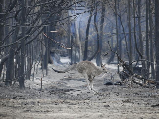 East Gippsland fires Mallacoota township. Destroyed homes in the township. A kangaroo hops across a burnt ground looking for feed.      Picture: David Caird