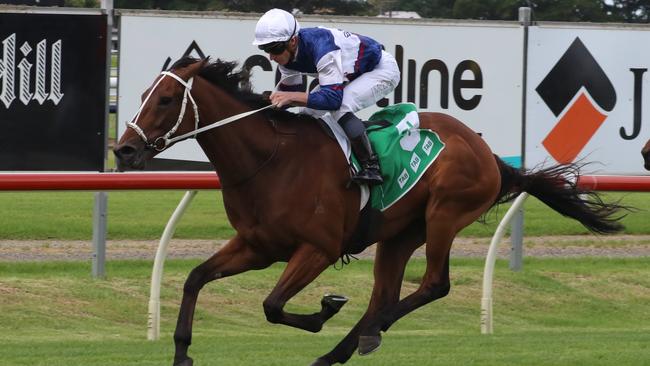 Mightybeel can give the Christmas Cup a shake. Picture: Grant Guy