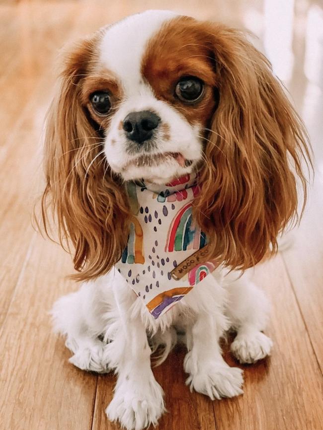 Violet the cavalier king charles spaniel, sent in by Monique Farrell, Warradale.