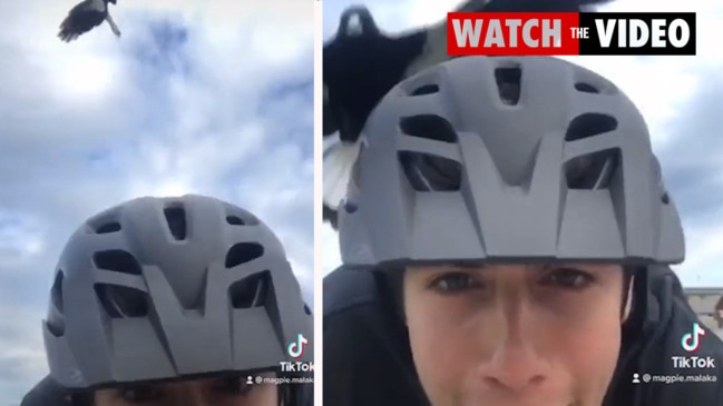 Terrifying magpie attack captured by male cyclist