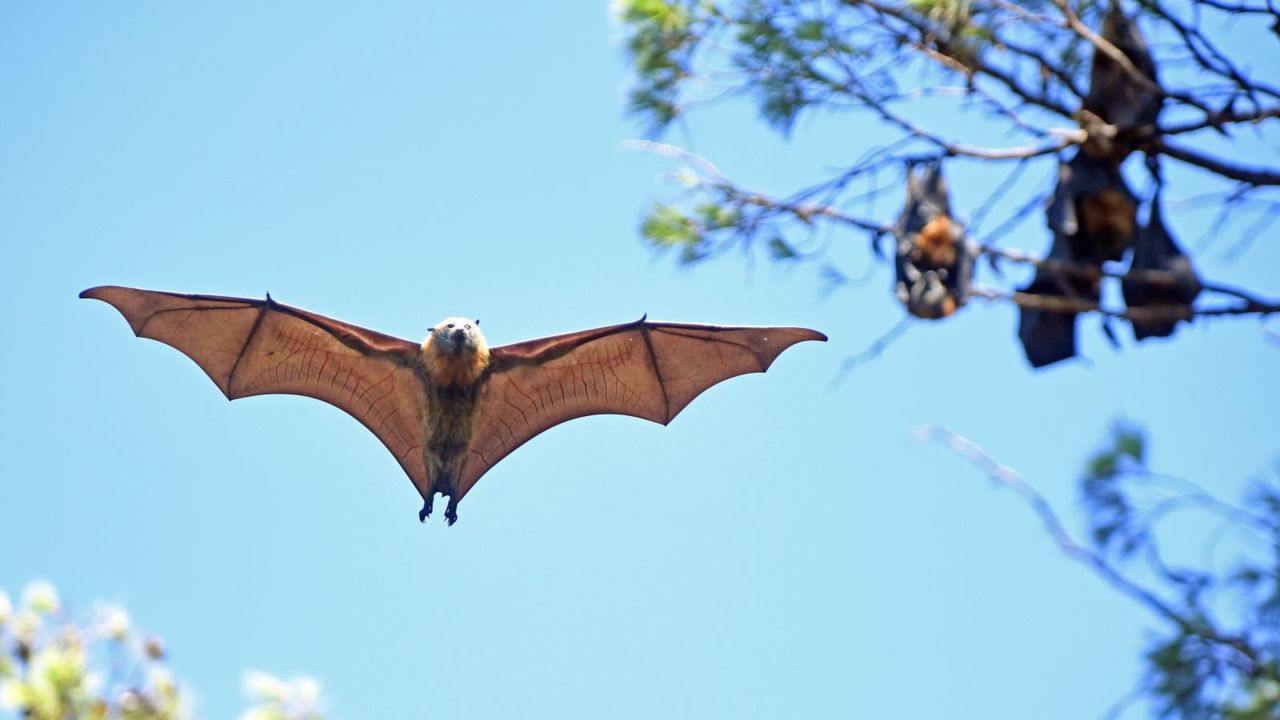 Adelaide's bat-related blackouts on the rise