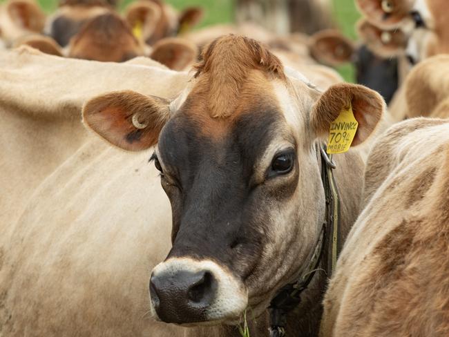 DAIRY: Dairy farmer Geoff Akers running for councilDairy farmer Geoff Akers running for council. .Geoff Akers on farm at TallygaroopnaPictured: Generic farm. Jersey cows. Dairy cows. Stock photo. Picture: Zoe Phillips