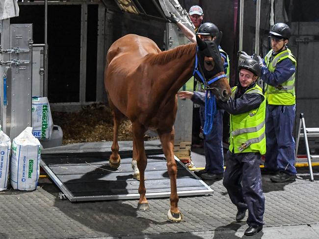 Vauban arrives for The Spring Racing Carnival at Tullamarine Airport on October 01, 2023 in Melbourne, Australia. (Photo by Brett Holburt/Racing Photos via Getty Images)