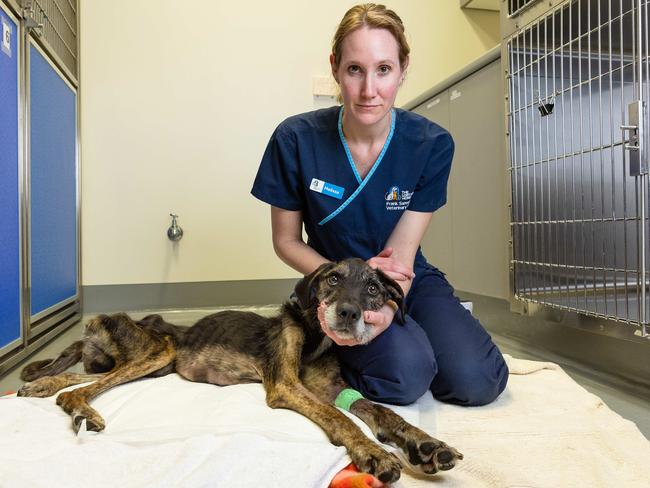 Vet Nurse Melissa Horwood with Atticus during his recovery. Picture: Jason Edwards