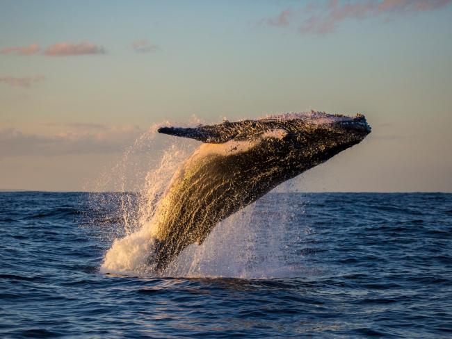 Humpback Whale Breaching at Sunset