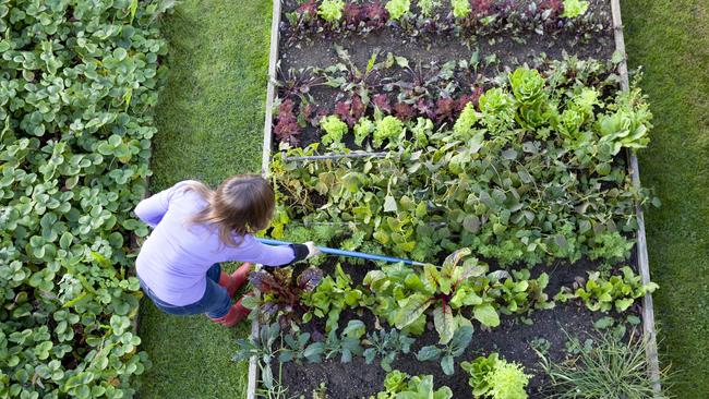 COVID-19 prompted a boom in Queenslanders making a vegie patch. Picture: iStock