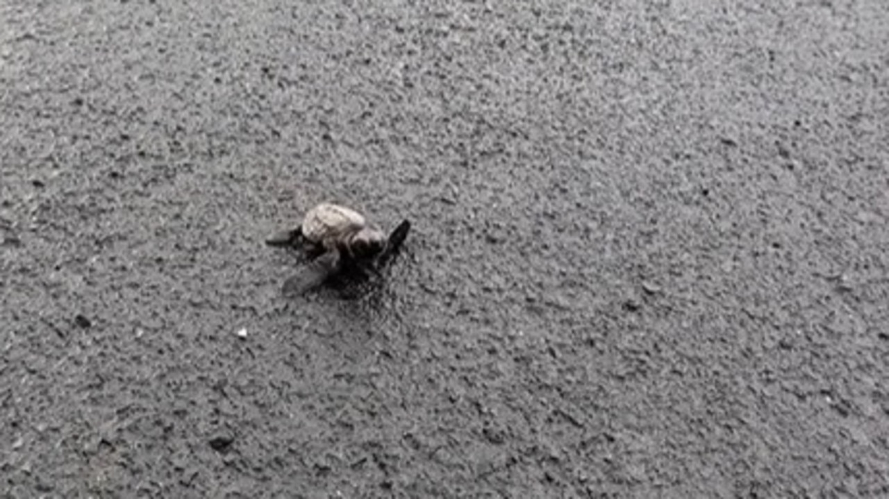 Julia Sands-Wyeth shared two videos on social media, with one showing a disoriented turtle on the road.