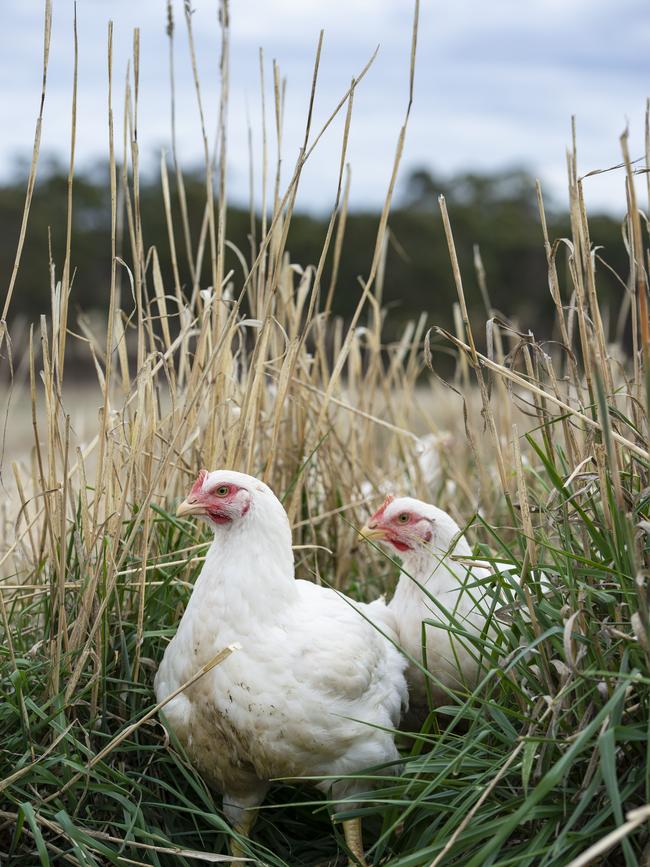 Meat chickens graze pasture. Picture: Zoe Phillips