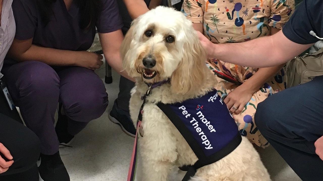 18/10/2020 - This is Ruby Ray, She is a nine-year-old Groodle that brings joy to people when they are not well by volunteering at the Mater Hospital as a pet therapy dog. She also loves going to the beach and enjoys a good game of touch football as a team mascot. Ruby is a gentle giant that brings joy to all those that meet her. Picture: Marleene Brooks