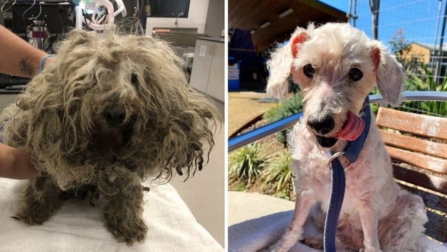 Before and after photos of Aviary, the poodle cross.