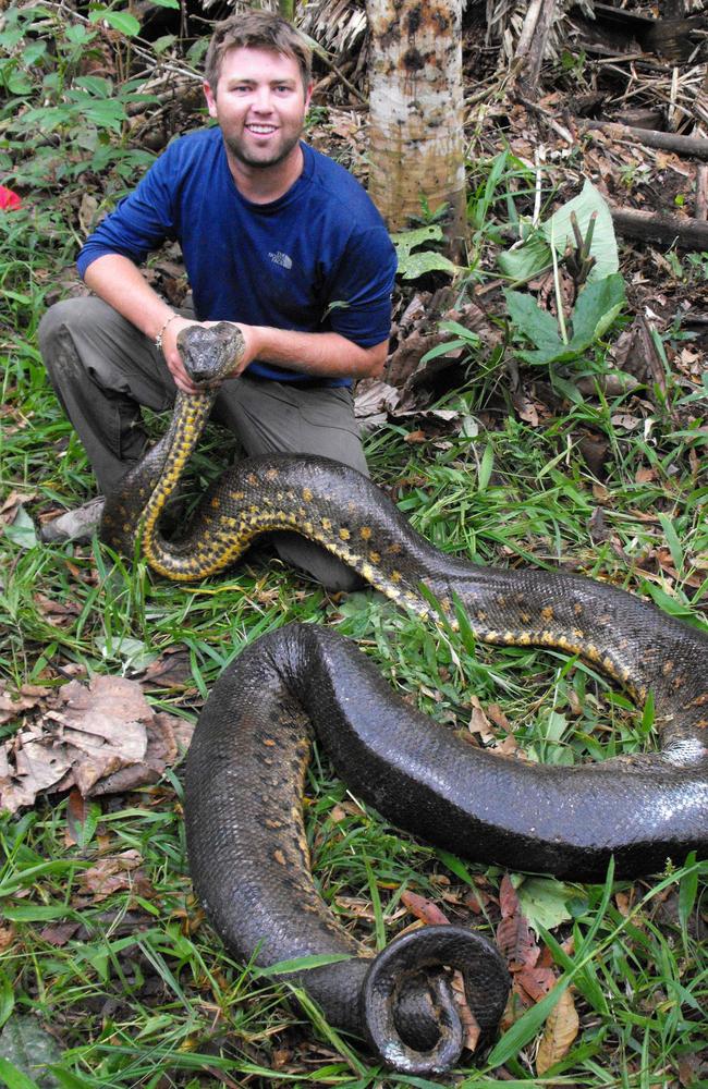 A green anaconda in Ecuador.