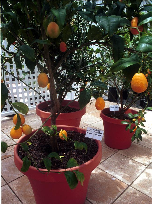 Fruit trees in pretty pots. Picture: Chris Oaten