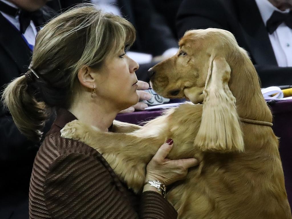 An English Cocker Spaniel and its handler share a moment on the sidelines during sporting group competition on the final night of the 142nd Westminster Kennel Club Dog Show at The Piers on February 13, 2018 in New York City. The show is scheduled to see 2,882 dogs from all 50 states take part in this year’s competition. Drew Angerer/Getty Images/AFP