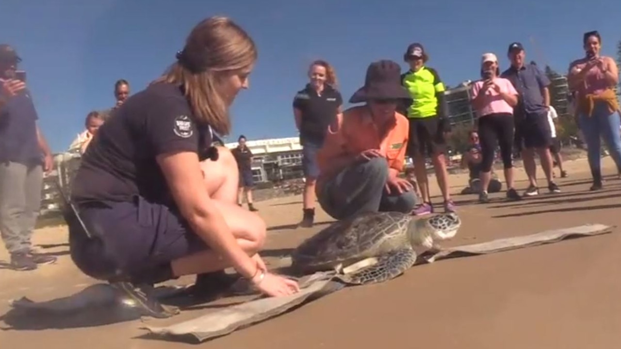 Bear the green sea turtle being released back into the ocean after being cared for at Sea Life Sunshine Coast. Picture: Sea Life Sunshine Coast/Aesop Media