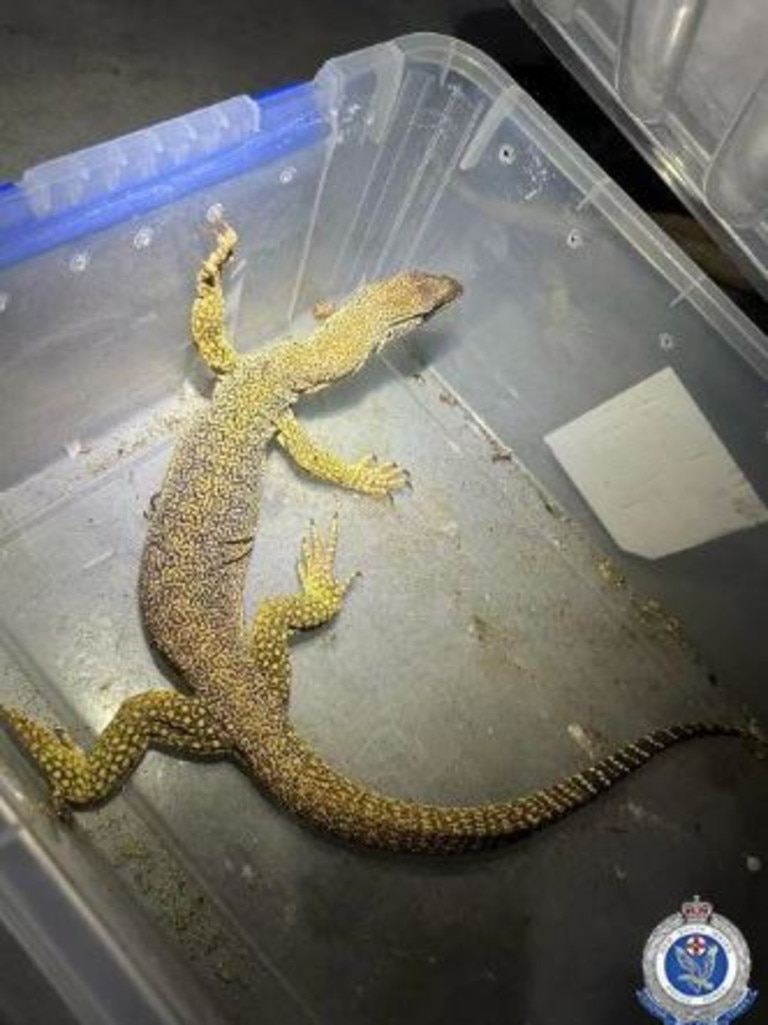 A total 257 lizards were seized. Picture: NSW Police