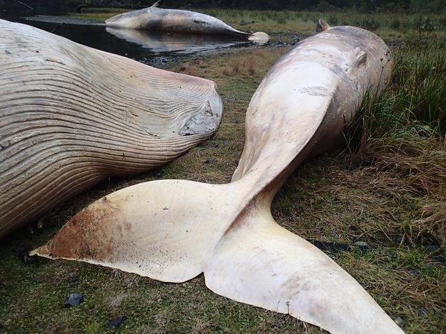 In this photo taken on April 21, 2015, and released on Tuesday, Dec. 1, 2015, by the Huinay Scientific Center, Sei whales lie dead at Caleta Buena, in the southern Aysen region of Chile. The coast of southern Chile has turned into a grave for 337 sei whales that were found beached in what scientists say is one of the biggest whale strandings ever recorded. (Vreni Haussermann/Huinay Scientific Center via AP)