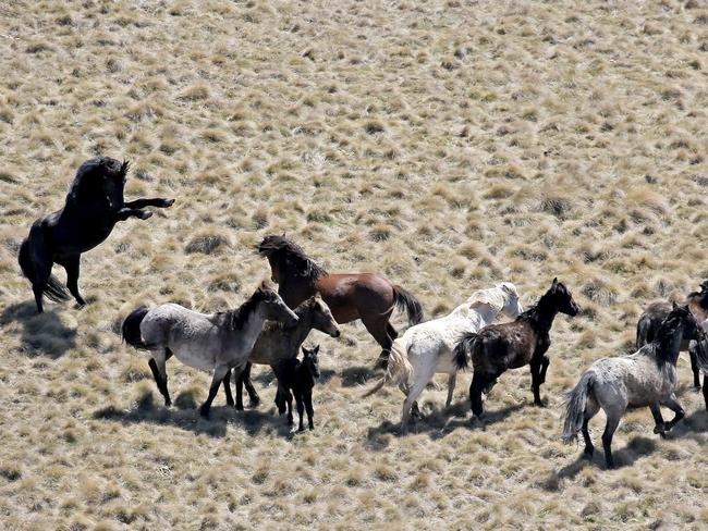 Wild brumbies roaming the Kosciuszko National Park. Picture: Stephen Cooper