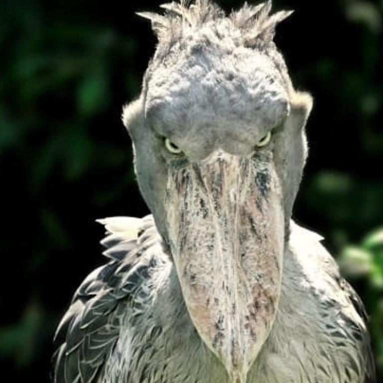 The stork's front facing eyes had many worried about its predator capabilities.