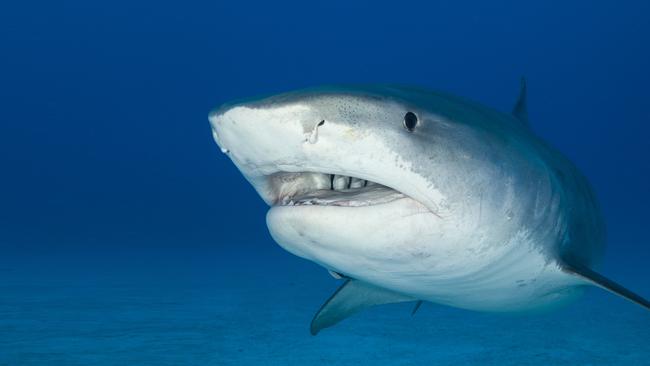 The tiger shark has been identified as the species responsible for most tropical attacks.