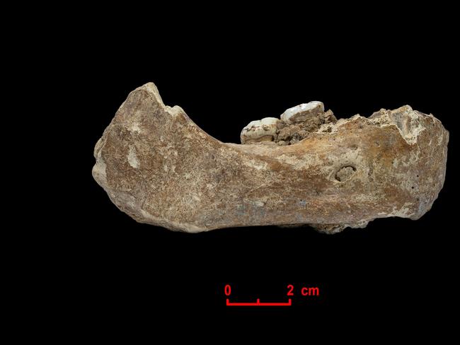 A handout photo made available by the Max Planck Institute for Evolutionary Anthropology on April 29, 2019 shows the Xiahe mandible, only represented by its right half, was found in 1980 in Baishiya Karst Cave. - The Denisovan mandible likely represents the earliest hominin fossil on the Tibetan Plateau. (Photo by Dongju ZHANG / the Max Planck Institute for Evolutionary Anthropology / AFP) / RESTRICTED TO EDITORIAL USE - MANDATORY CREDIT "AFP PHOTO / Max Planck Institute for Evolutionary Anthropology / Jean-Jacques HUBLIN" - NO MARKETING NO ADVERTISING CAMPAIGNS - DISTRIBUTED AS A SERVICE TO CLIENTS