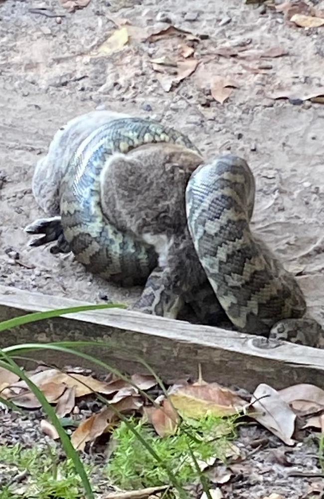 The koala was fortunately already dead, according to the hiker. Picture: Carolyn Turner.