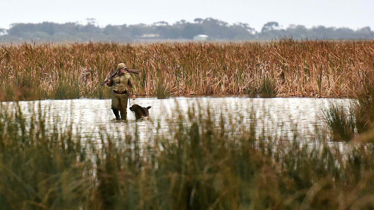 Record year for duck hunters