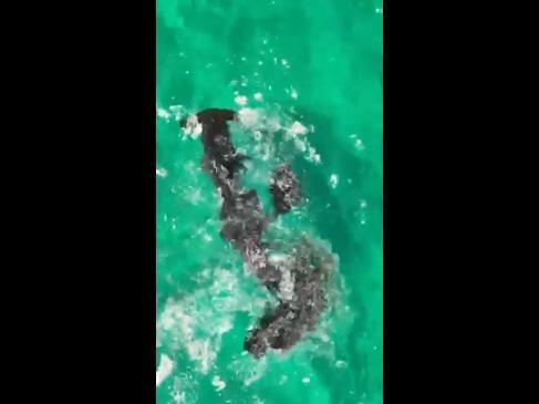 Squid releases ink to fight off hammerhead shark in WA