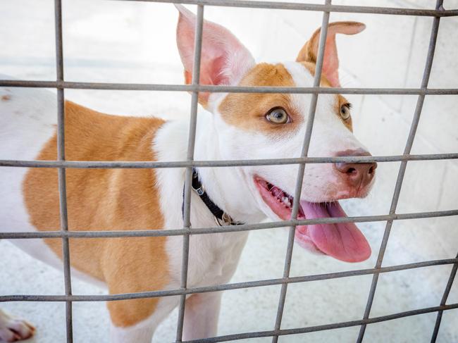 'Gerkin' the three-month-old American Staffy X ready for adoption at AWLQ Warra Animal Rehoming Centre in Bracken Ridge, Sunday, March 5, 2023 - Picture: Richard Walker